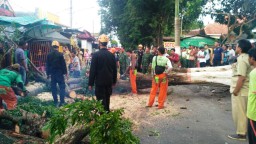 Pohon Dekat Penjara Lumajang Tumbang Menimpa Anak SD dan Motor