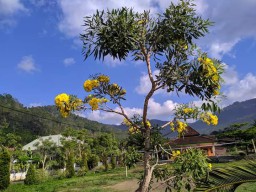 Tempursari Rintis Wisata Spot Foto Tabebuya Sakura Jawa