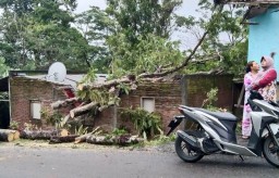 Pohon Besar Tumbang Akibat Hujan dan Angin di Tamanayu Lumajang