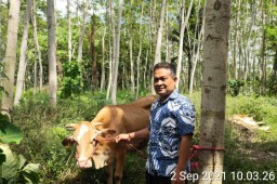 Maling Sapi Satroni Kandang Warga Tempeh Tengah Lumajang