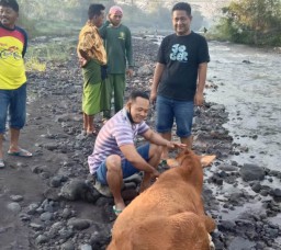 Maling Sapi Gondol Limusin Jantan Milik Warga Tempeh Tengah Lumajang