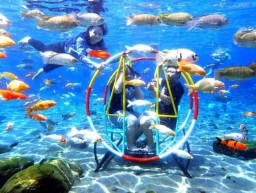 Tirtosari View Cocok Untuk Kalian yang Ingin Menyelam Bersama Ikan Tapi Takut Kedalaman Laut