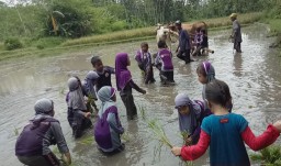 Siswa TK Cahaya Al-Qur'an Belajar Membajak Sawah di Wisata Edukasi Alas Semeru