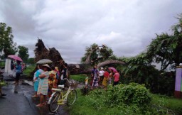 Pohon Berumur Ratusan Tahun Icon Dusun Laspoleng Lumajang Tumbang