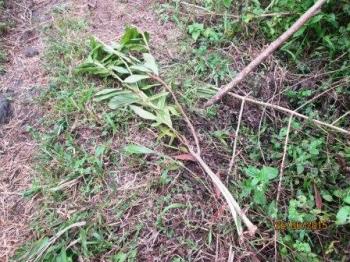 Laskar Hijau Duga Survey Geothermal di Gunung Lemongan Merusak Pohon