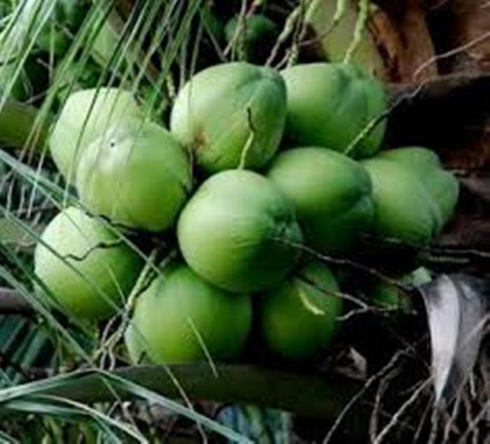 Harga Mahal, Kelapa Ijo dan Kopyor Asli Lumajang Cukup Menjanjikan