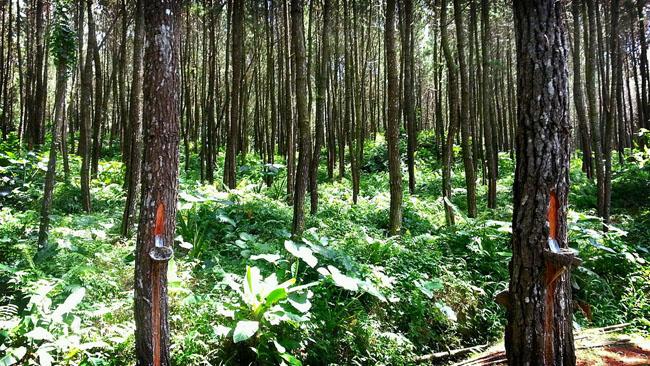 Setahun, Perhutani Lumajang Mampu Hasilkan 400 Ton Getah Pinus
