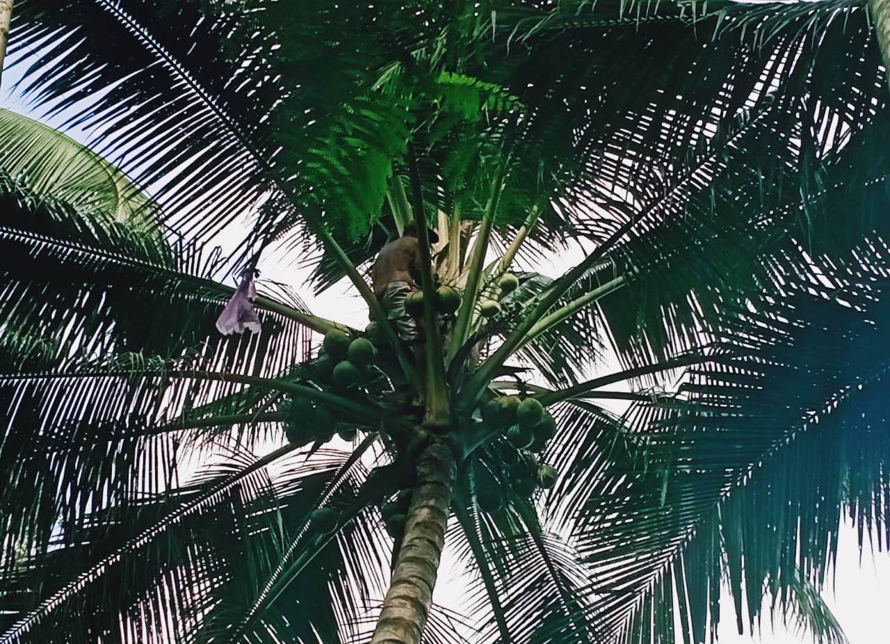 Oalah Ini Toh Keunikan Kelapa Kopyor Klakah Lumajang Diburu Pembeli