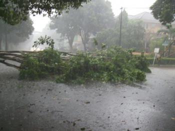 Hujan Lebat Disertai Angin Kencang, Puluhan Pohon Besar Tumbang
