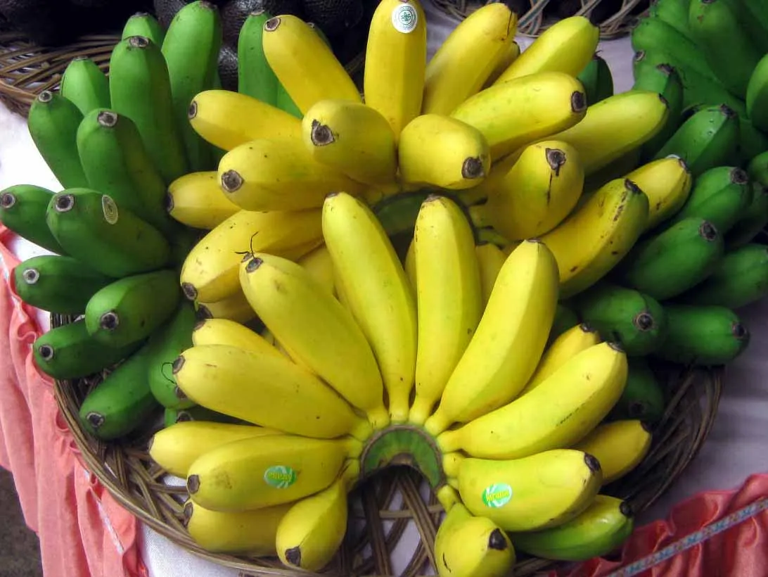Pisang Kirana Dipupuk Kotoran Kambing Etawa dan Bersertifikat Eropa
