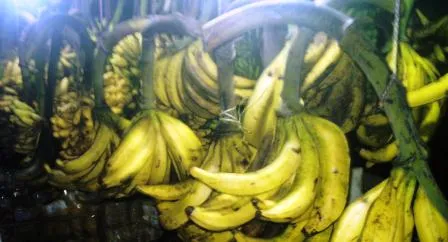 Pisang Agung Tengelam Diriuhnya Kedatangan SBY ke Lumajang