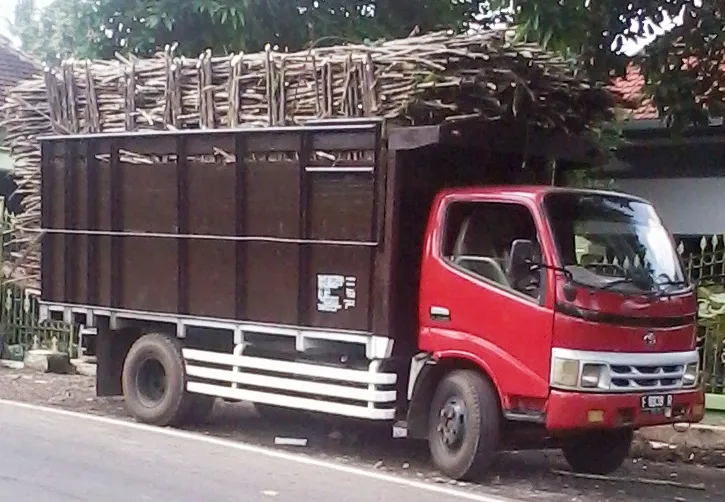 Gara-gara Pilpres, Petani Tebu Lumajang Galau