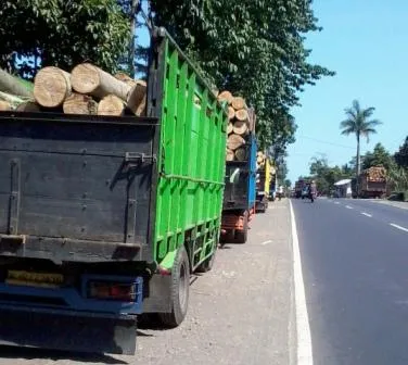 Ingin Naik Haji, Petani Lumajang Tanam Sengon Laut