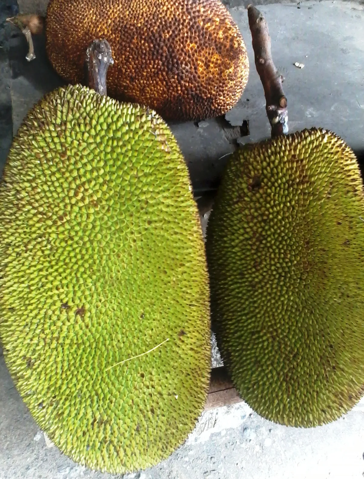 Awal Musim, Harga Nangka Meroket