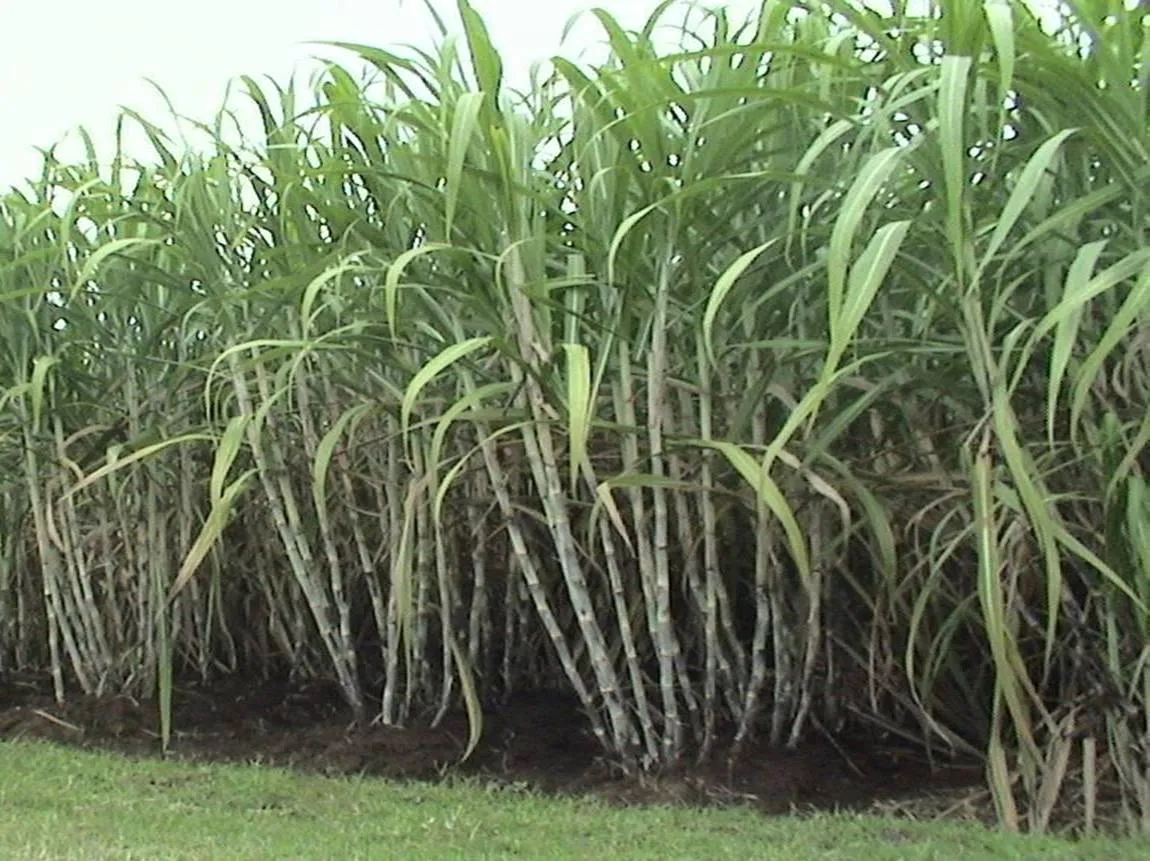 APTRI Lumajang Senang Petani Tebu Bentuk Wadah Baru HPTRL