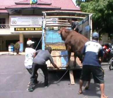 Ketua RT Desa Kaliwungu Kemalingan Sapi