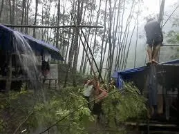 Pohon Sengon Petani Bertumbangan, Alamat Harga Murah