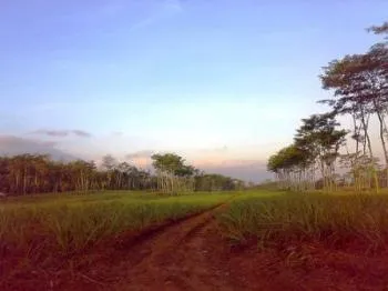 Pantau Lahan Tebu Prayuana, Komisi C DPRD Minta Pemkab Putus Kontrak Dengan Pihak Penyewa