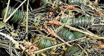 Pantai Selatan Sedang Musim Lobster