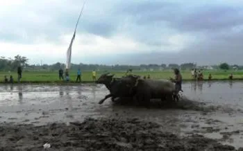 Unik, Kerbau Hewan Malas Ternyata Juga Bisa Lari Kencang