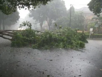 Hujan Lebat Disertai Angin Kencang, Puluhan Pohon Besar Tumbang