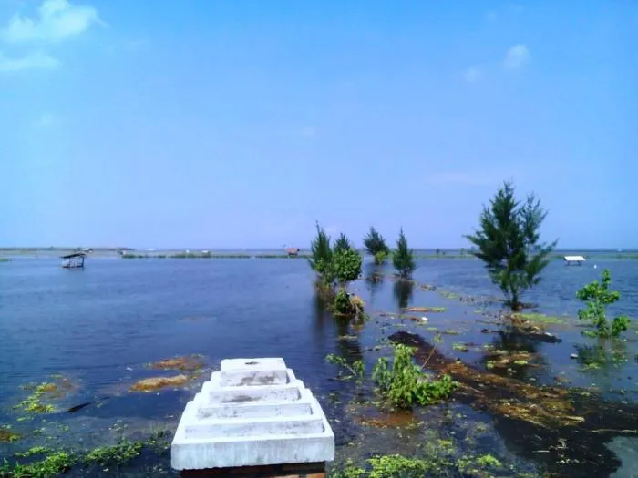 Abrasi Akibat Tambang Pasir Illegal, Puluhan Hektar Sawah di Watu Pecak Gagal Panen