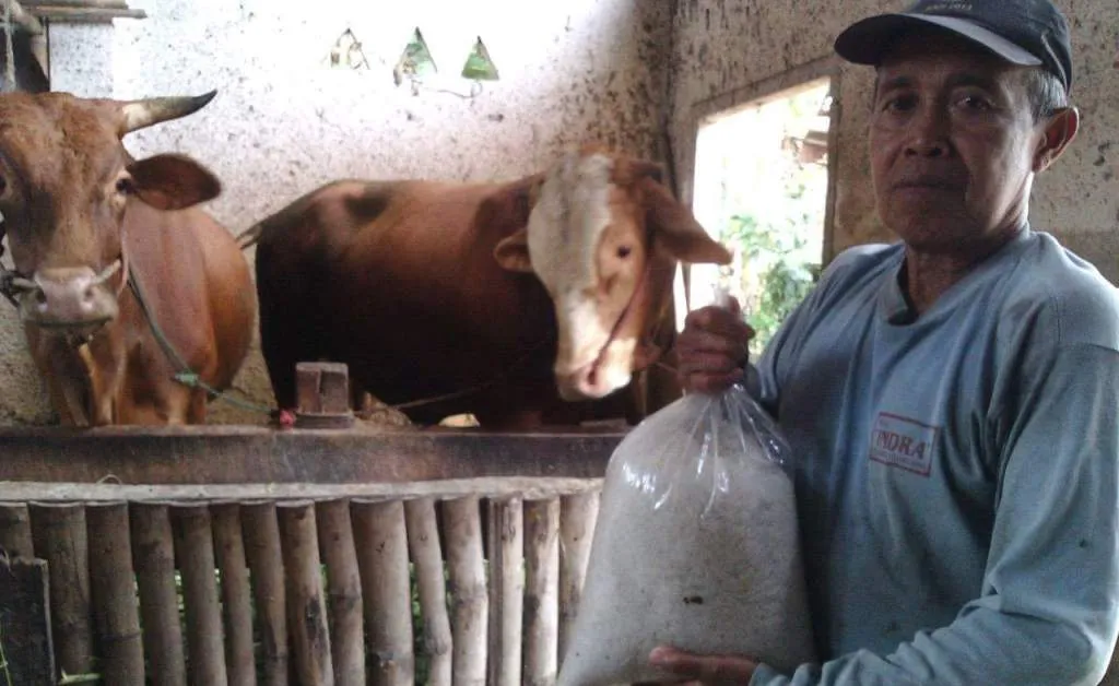 Harga Garam Selangit, Peternak Sapi di Lumajang Menjerit