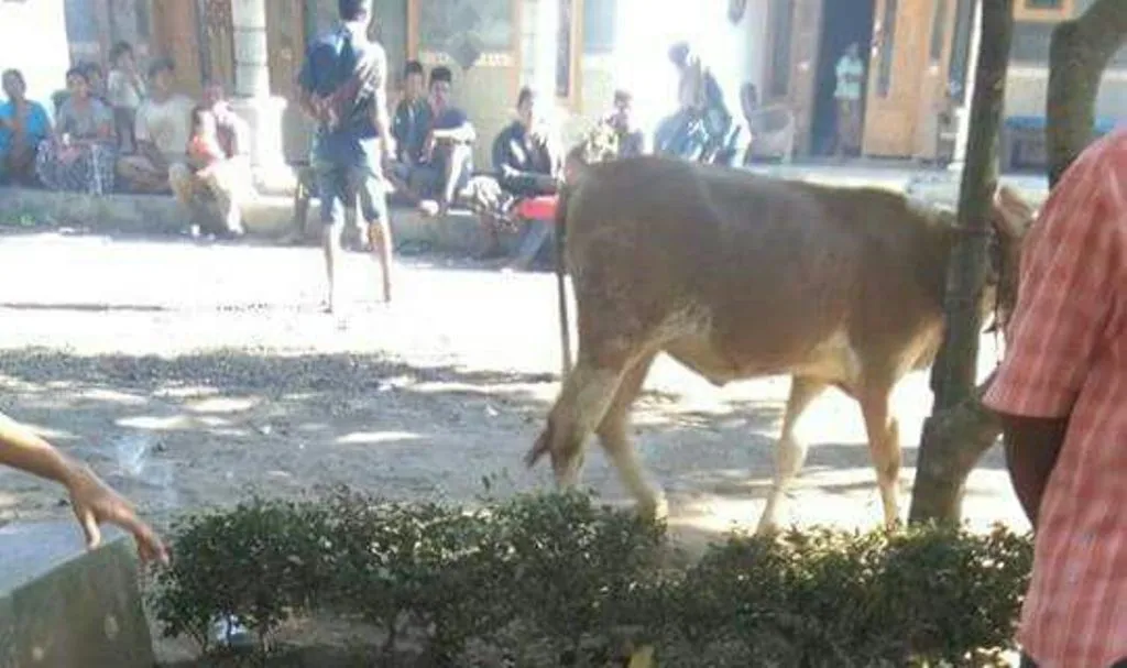 Maling Sapi Tebar Teror di Ranuyoso, Seakan Ngece-ngece Polisi