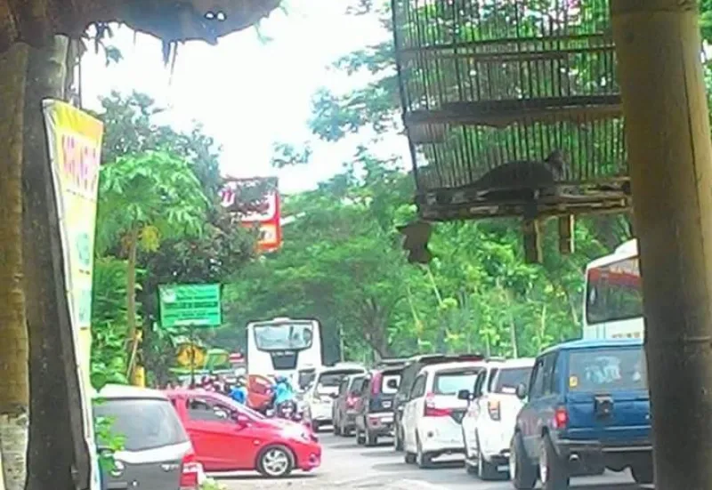 Ditabrak Honda Mobilio, Penjual Pentol Warga Dawuhan Wetan Meninggal