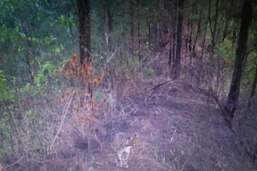Terekam Kamera, Macan Tutul Semeru Muncul di Sekitar Senduro