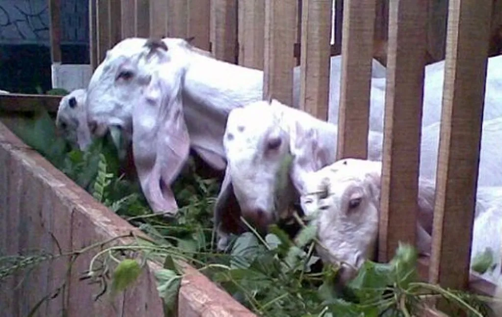 Menuju Desa Mandiri, BUMDes Sari Mulya Panen Perdana Penggemukan Kambing