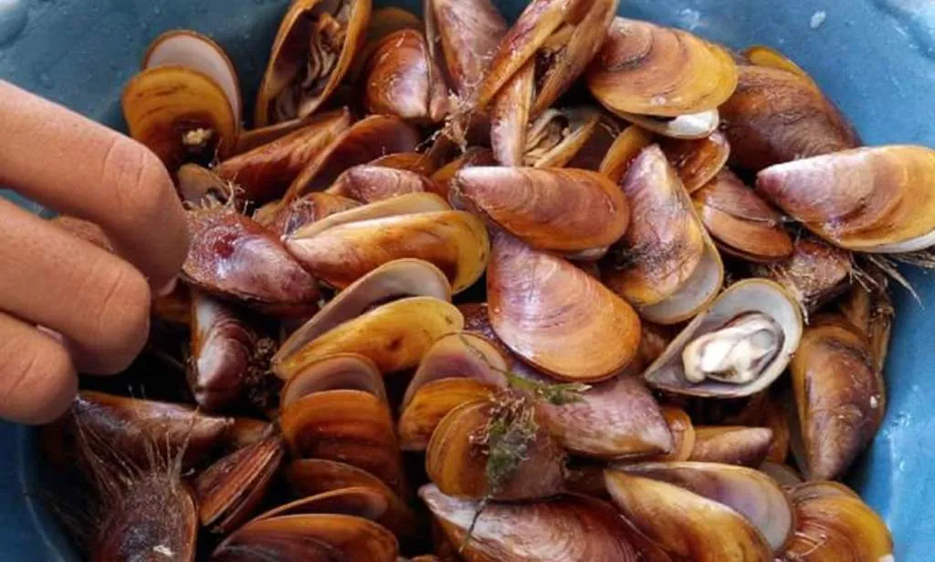 Lezatnya Karangan Sampir Khas Pantai Selatan Lumajang