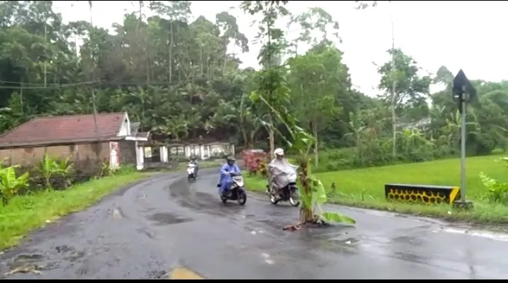 Duh...! Jalan Pronojiwo Rusak dan Mulai Tumbuh Pohon Pisang