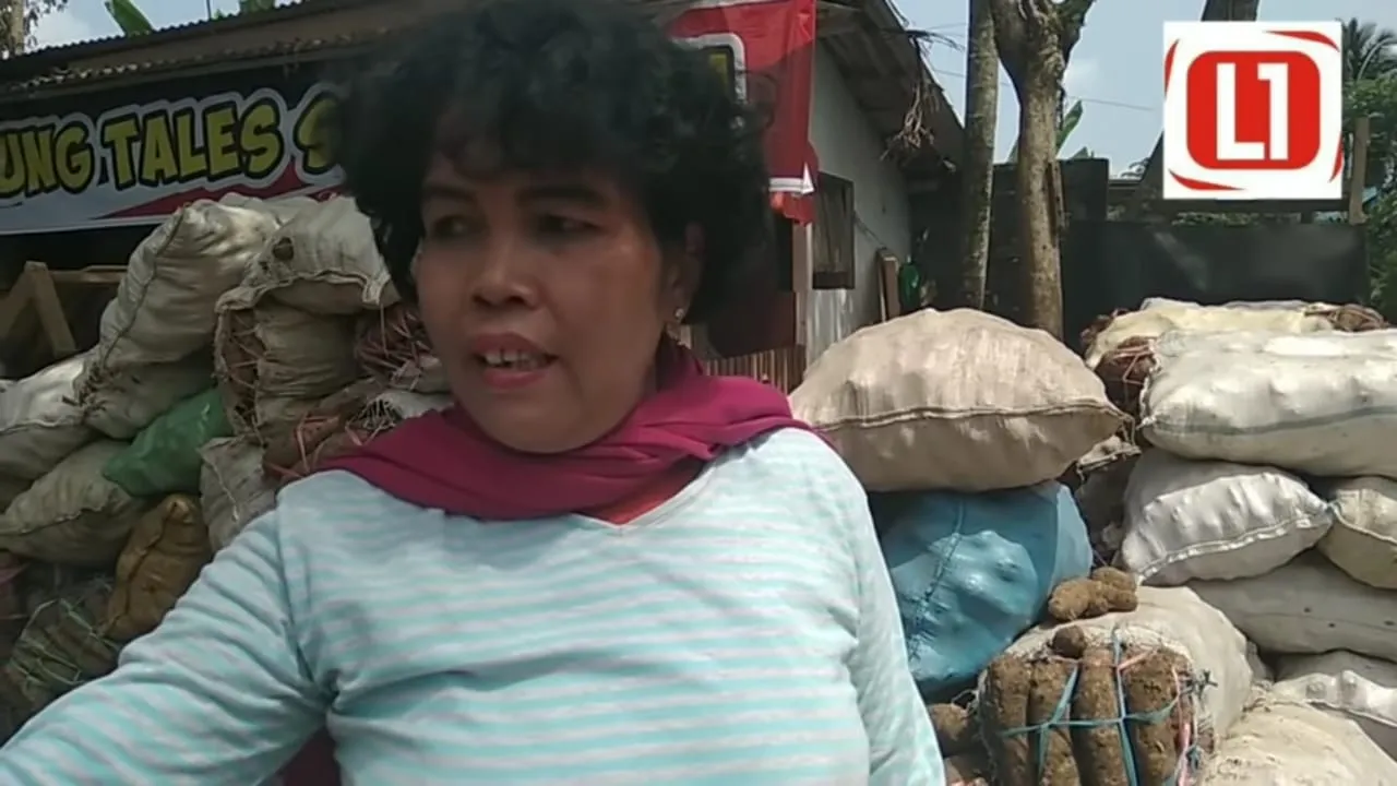 Video Sukses Bisnis Milyaran Supplier Ratu Talas Lumajang