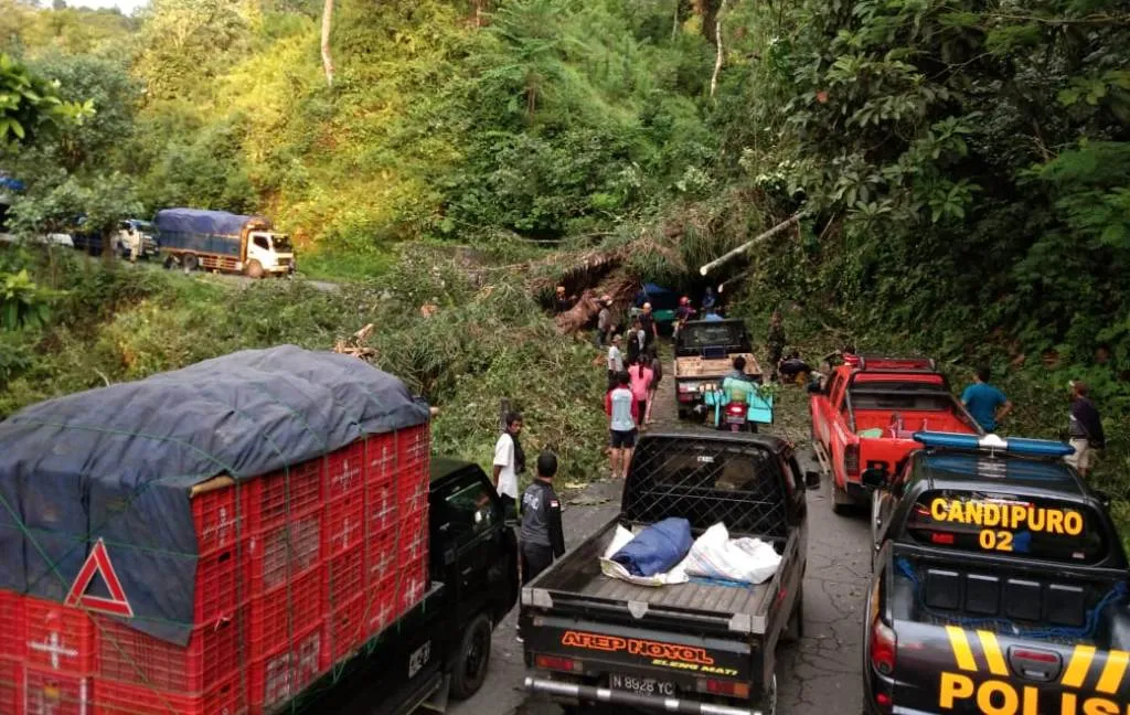 Pohon Besar Tumbang Putuskan Akses Lumajang-Malang Jalur Piket Nol