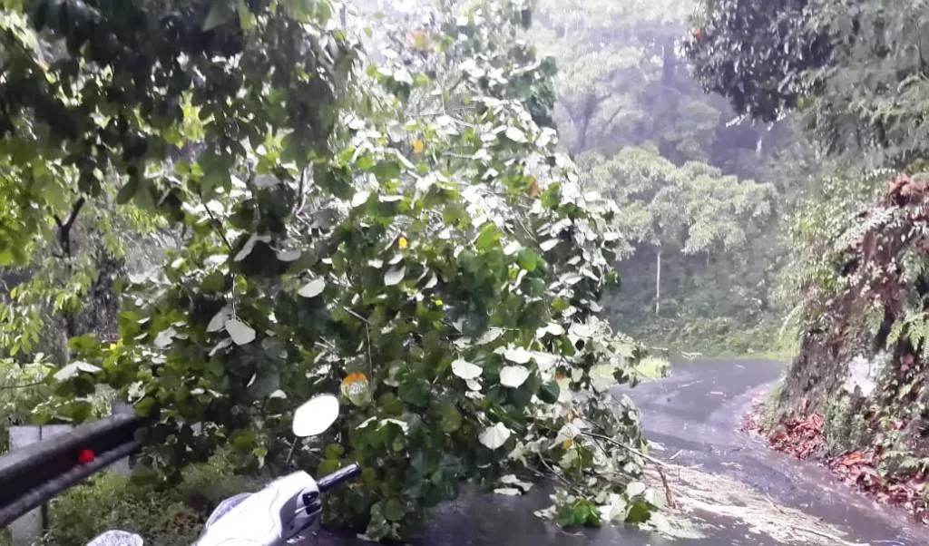 Hujan Deras, Satu Pohon Tumbang di Jalur Piket Nol