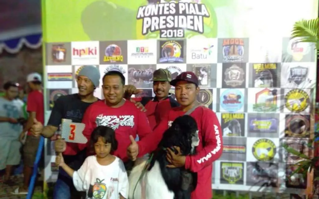 Kambing Etawa Senduro Lumajang Berjaya di Kontes Piala Presiden 2018