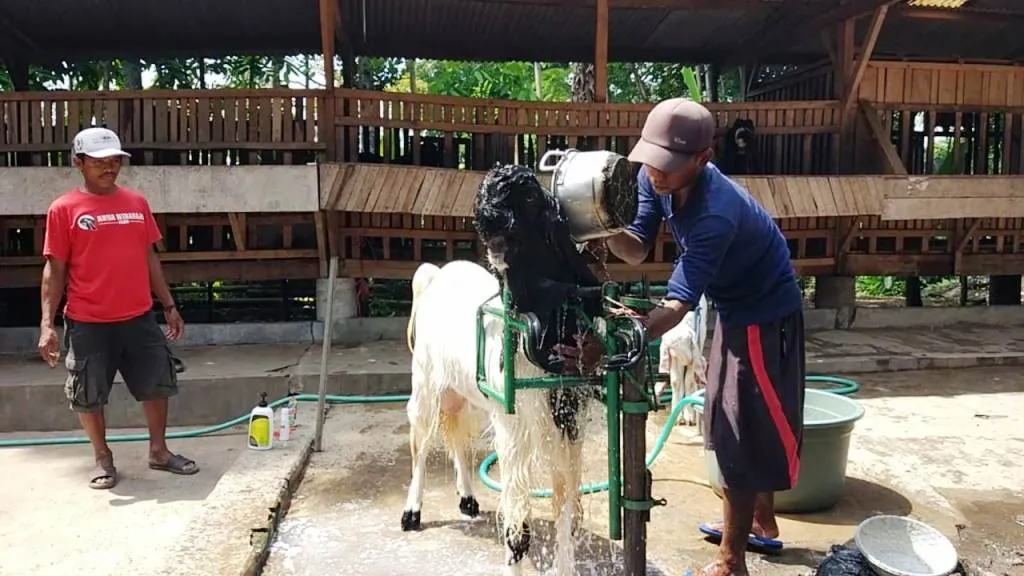 Menang Kontes, Pluto Kambing Etawa dari Lumajang Bernilai Ratusan Juta Rupiah