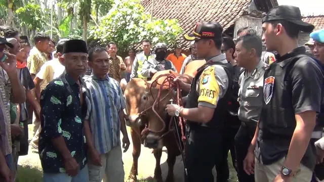 Lumajang Geger..! Anjing Pelacak K9 Temukan Sapi Curian Asal Bades di Selok Anyar