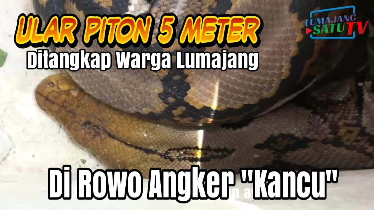 Video : Ular Piton Panjang 5 Meter Ditangkap Warga di Rowokancu
