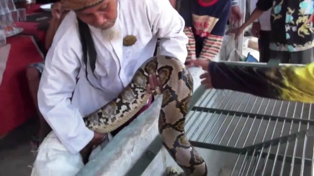 Heboh..! Warga Kalisemut Tangkap Ular Piton Panjang 5 Meter