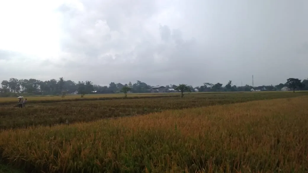 Petani Tak Bahagia disaat Harga Gabah Anjlok Lumajang
