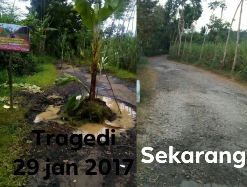 Warga Mojo 2017 Pernah Tanam Pisang di Tengah Jalan Rusak