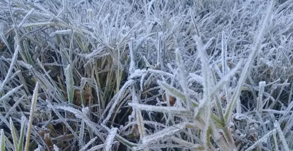 Kilauan Frost Flowers Sambut Wisatawan Ranupani Lumajang