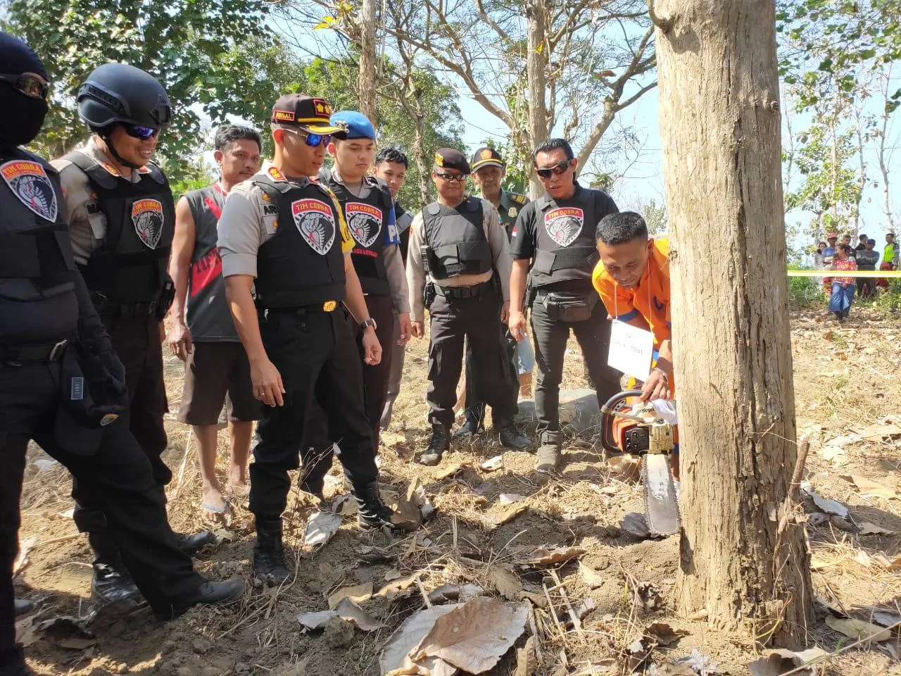 Inilah Aksi Pencurian Sindikat Maling Kayu Pasirian Gunduli Hutan Perhutani