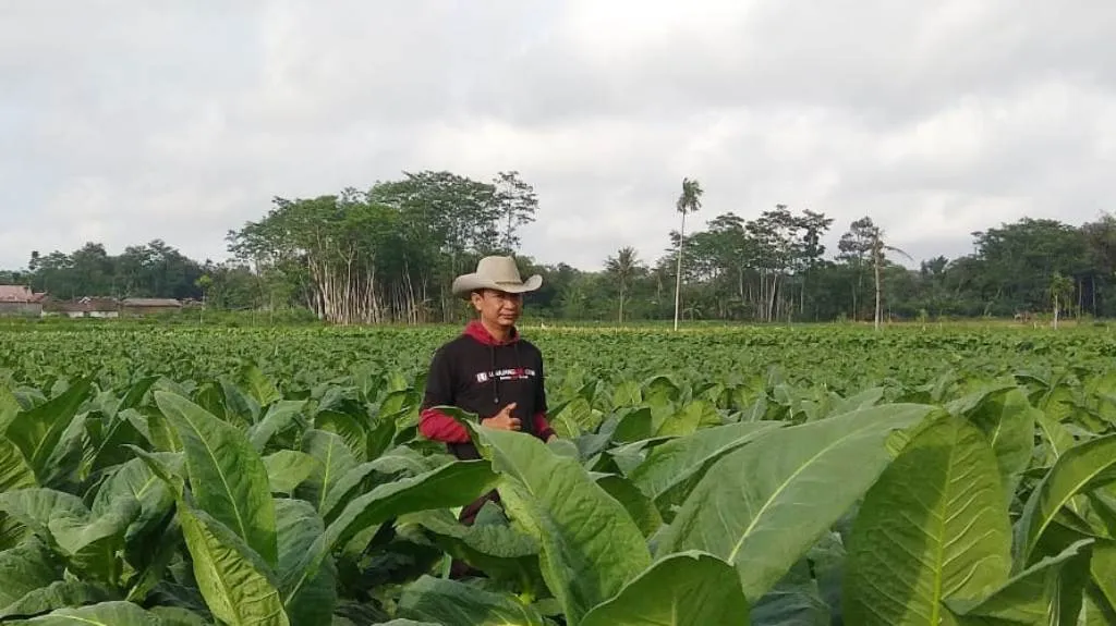 Petani Tembakau Lumajang Bahagia Ada Tambahan Kuota 700 Ton Rajangan