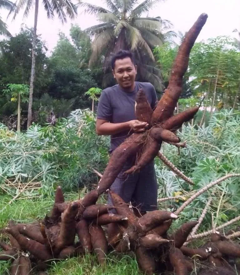 Waow..! Petani Cadipuro Panen Singkong Gondoruwo