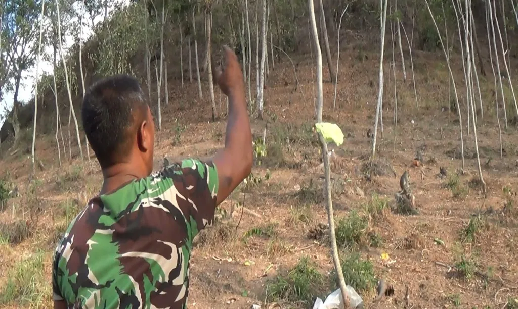Kawanan Kera Liar Gunung Tambo Pasirian Turun ke Permukiman Warga
