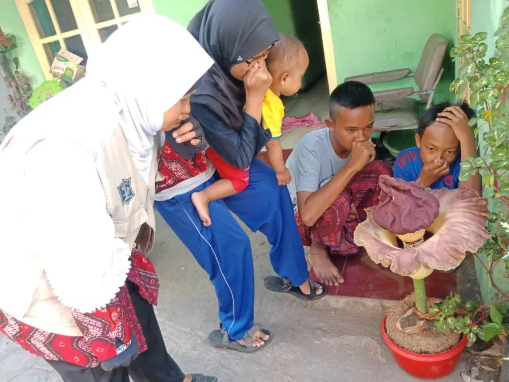 Wah..! Warga Citrodiwangsan Pelihara Bunga Bangkai Berbau Busuk