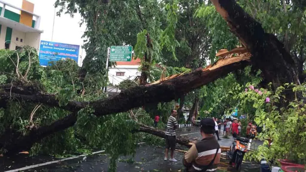 Deddy DPRD Lumajang Minta DLH Segera Tebang Pohon Rawan Tumbang